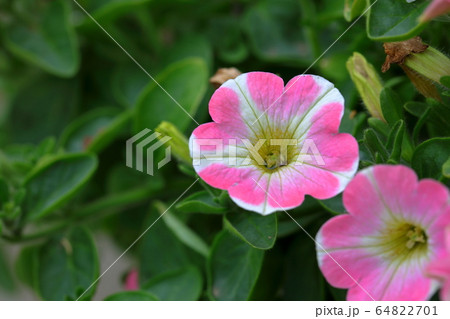 サフィニア　ペチュニア　春の草花　ピンクハート　心の安らぎ 64822701