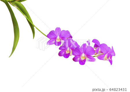 Orchid flowers,Pink orchid isolated on white 64823431