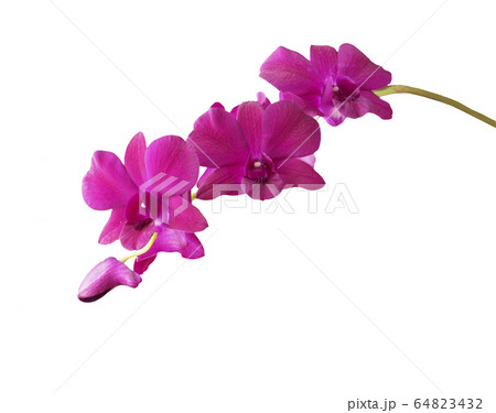orchid, white, isolated, pink, flower, background, 64823432