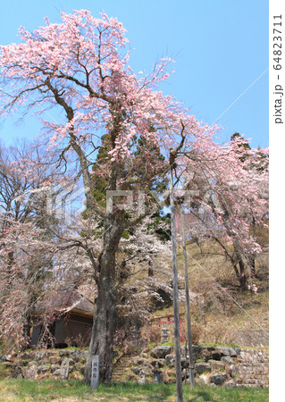 白馬村 伝行山の徹然桜 白馬村 伝行山の徹然桜 64823711