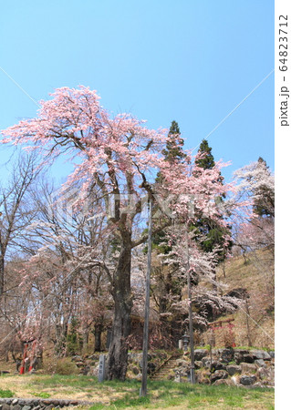 白馬村 伝行山の徹然桜 白馬村 伝行山の徹然桜 64823712