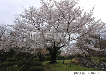 堺市大仙公園の桜 堺市大仙公園の桜 64823856