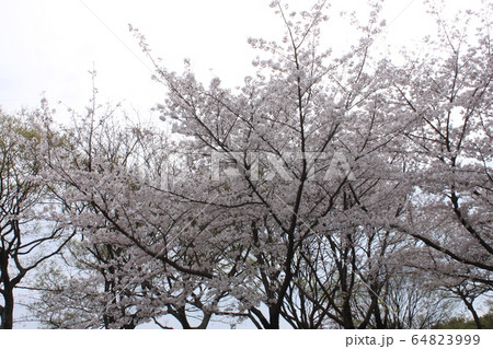 堺市大仙公園の桜 堺市大仙公園の桜 64823999