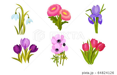 Spring Flowers Growing in Garden on Flowerbeds Vector Set Spring Flowers Growing in Garden on Flowerbeds Vector Set 64824126