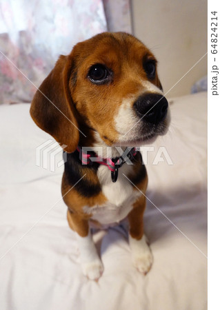 ビーグル 室内犬 中型犬 子犬 パピー 犬 ビーグル 室内犬 中型犬 子犬 パピー 犬 64824214