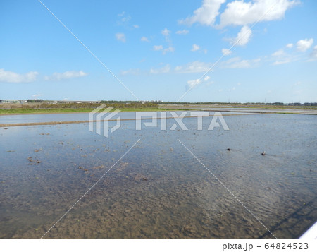 5月の田んぼの風景 5月の田んぼの風景 64824523