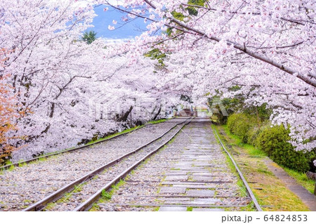 蹴上インクラインの桜・京都の春 64824853