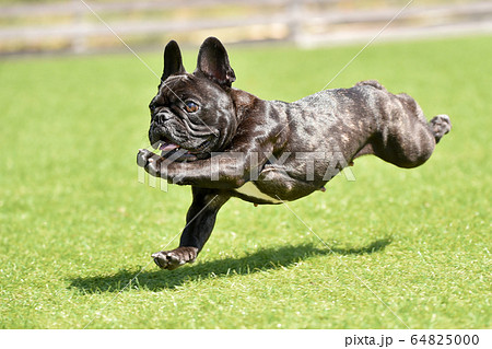ドッグランで遊ぶフレンチブルドッグ ドッグランで遊ぶフレンチブルドッグ 64825000