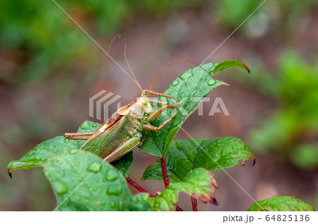 Locust. Grass Hopper. Grasshopper hanging out in a Locust. Grass Hopper. Grasshopper hanging out in a 64825136
