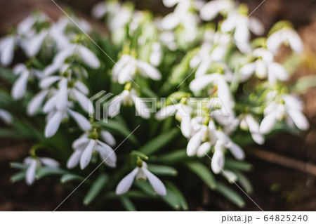Snowdrops bloom in the spring sunny day. Snowdrops bloom in the spring sunny day. 64825240