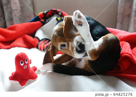 ビーグル 室内犬 中型犬 子犬 パピー 犬 ビーグル 室内犬 中型犬 子犬 パピー 犬 64825276