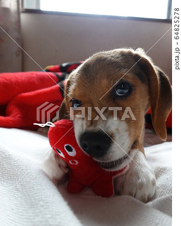 ビーグル 室内犬 中型犬 子犬 パピー 犬 ビーグル 室内犬 中型犬 子犬 パピー 犬 64825278