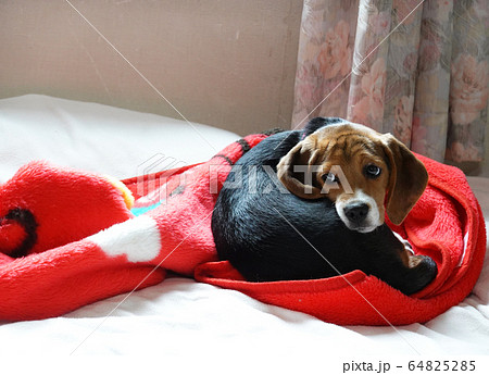 ビーグル 室内犬 中型犬 子犬 パピー 犬 ビーグル 室内犬 中型犬 子犬 パピー 犬 64825285