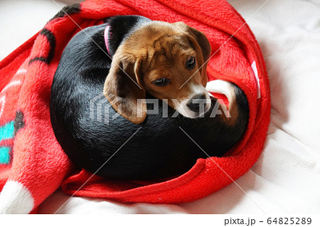 ビーグル　室内犬　中型犬　子犬　パピー　犬 64825289