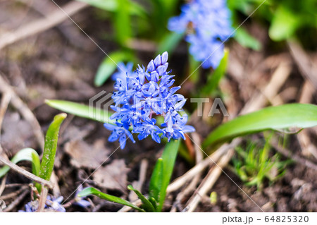 Snowdrops bloom beautifully in spring sunny 64825320