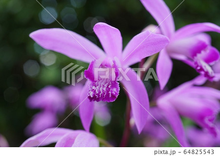 玉ボケを背景にした紫蘭の花 玉ボケを背景にした紫蘭の花 64825543