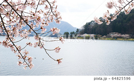 河口湖の桜 64825596