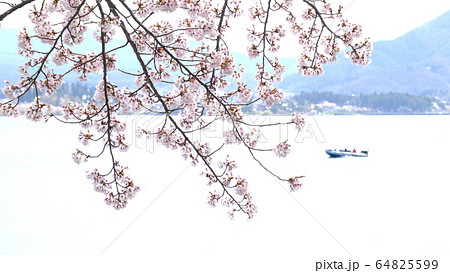 河口湖の桜 河口湖の桜 64825599