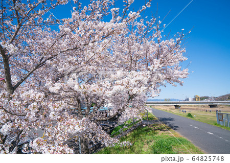 八王子市　浅川沿いの桜　 64825748