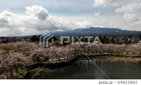 河口湖の桜と富士山 河口湖の桜と富士山 64825802