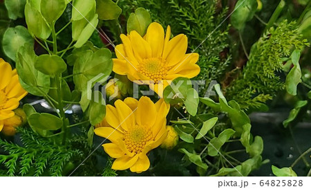 葉 幹 緑 64825828