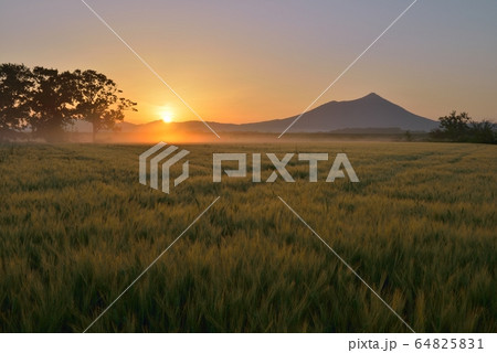 早朝の筑波山と麦畑 64825831