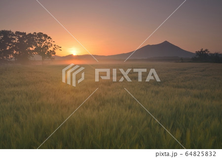 早朝の筑波山と麦畑 64825832