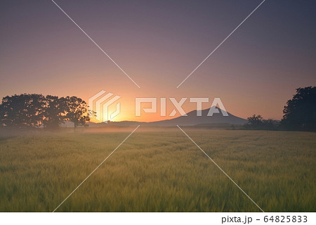 早朝の筑波山と麦畑 64825833