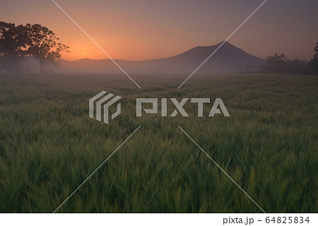 早朝の筑波山と麦畑 64825834