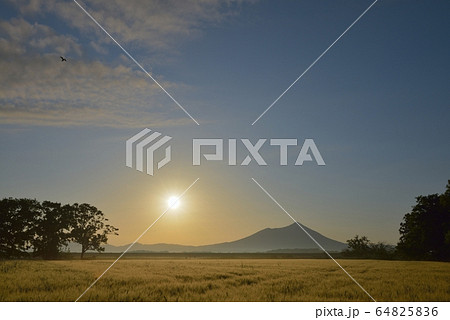 早朝の筑波山と麦畑と鳥 64825836