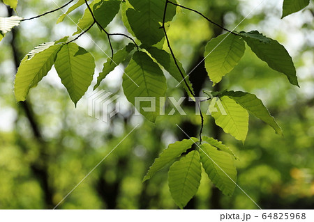 気持ちの良い朝の森林浴 気持ちの良い朝の森林浴 64825968