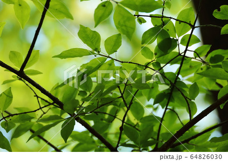 気持ちの良い朝の森林浴 64826030