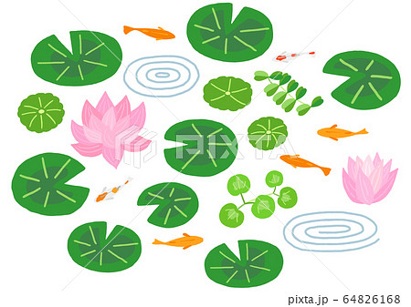 睡蓮　メダカ　睡蓮鉢 64826168