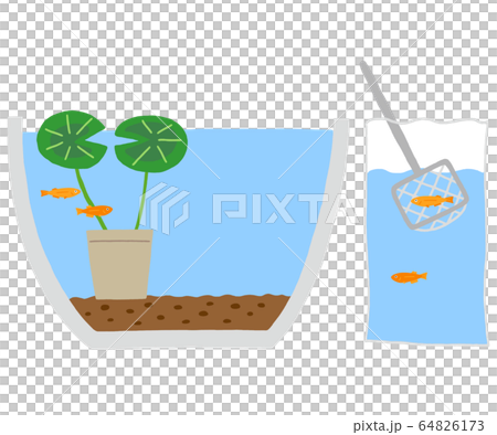 メダカの水合わせ　メダカを鉢に移す 64826173