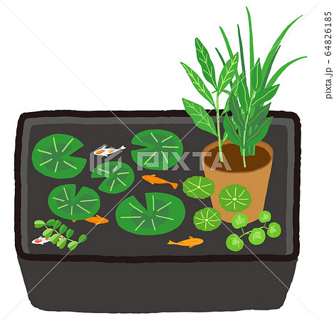トロ船　睡蓮鉢　水辺植物　メダカ　睡蓮 64826185