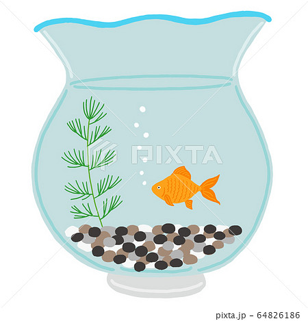 Goldfish Bowl Matsumo Goldfish - Stock Illustration [64826186] - PIXTA