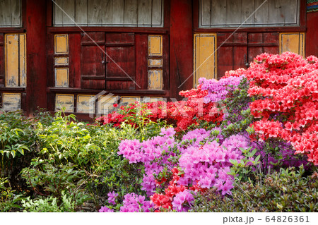 奉恩寺 ツツジ 植物 64826361