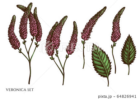 Vector set of hand drawn colored veronica 64826941