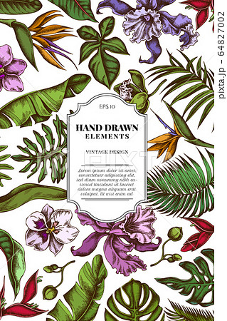 Card design with colored monstera, banana palm leaves, strelitzia, heliconia, tropical palm leaves, orchid 64827002