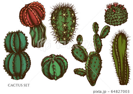Vector set of hand drawn colored cactus 64827003