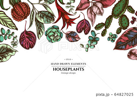 Floral design with colored ficus, iresine, kalanchoe, calathea, guzmania, cactus 64827025