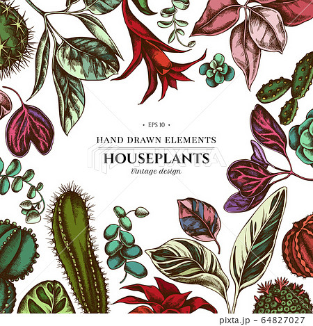 Floral design with colored ficus, iresine, kalanchoe, calathea, guzmania, cactus 64827027
