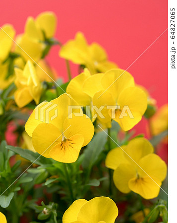 ビオラの花 64827065