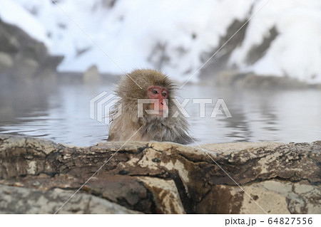 猿 温泉につかるの写真素材