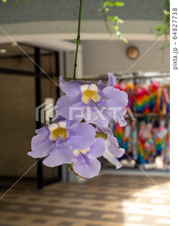 ひめゆりの塔　南国の楽園　沖縄 64827738