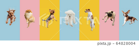 Creative collage of different breeds of dogs jumping and playing on colorful background 64828004
