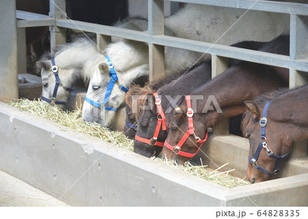 野間馬 野間馬 64828335