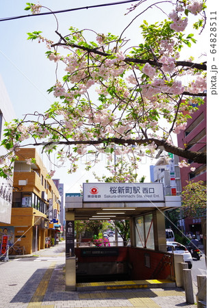 世田谷区桜新町駅前の八重桜 64828511