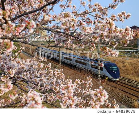 千葉県白井市付近北総線を通る京成電鉄成田スカイアクセスと満開のさくら 千葉県白井市付近北総線を通る京成電鉄成田スカイアクセスと満開のさくら 64829079