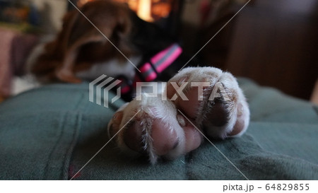ビーグル　室内犬　中型犬　子犬　パピー　犬の肉球 64829855